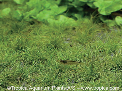 Eleocharis Parvula